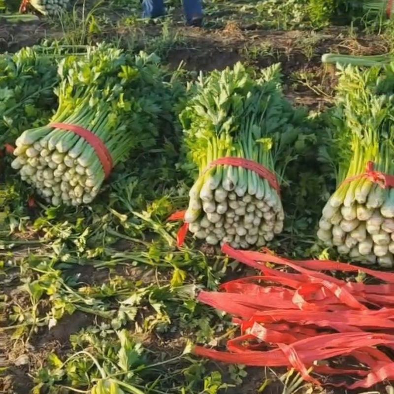 山东滨州惠民皇后芹菜，品质保证，全国对接，欢迎电话联系