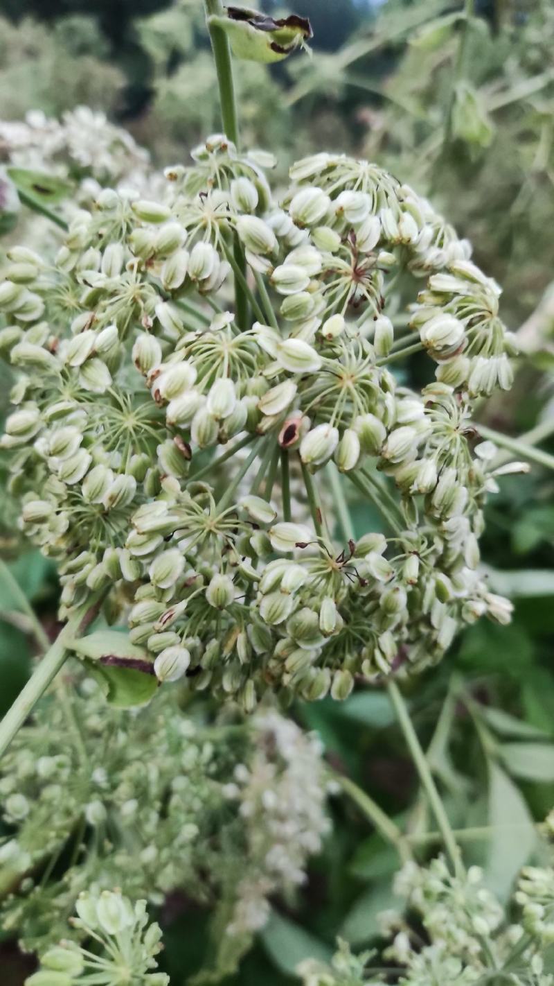 白芷种子