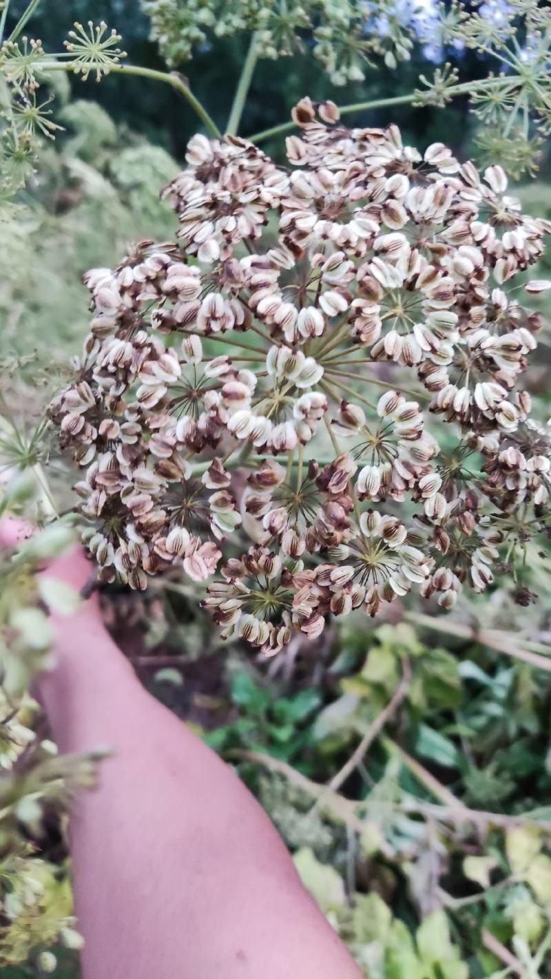 白芷种子