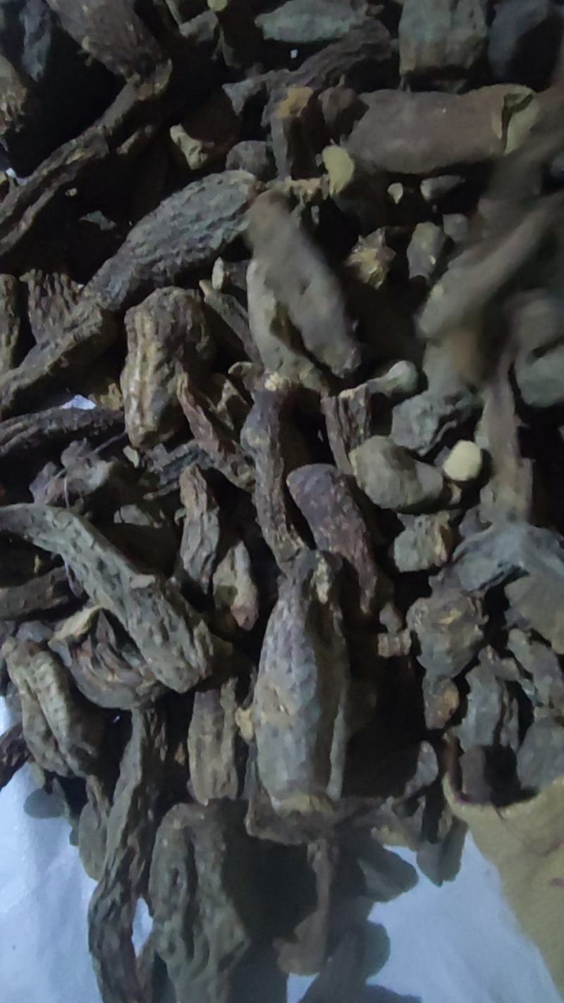 白芷种子