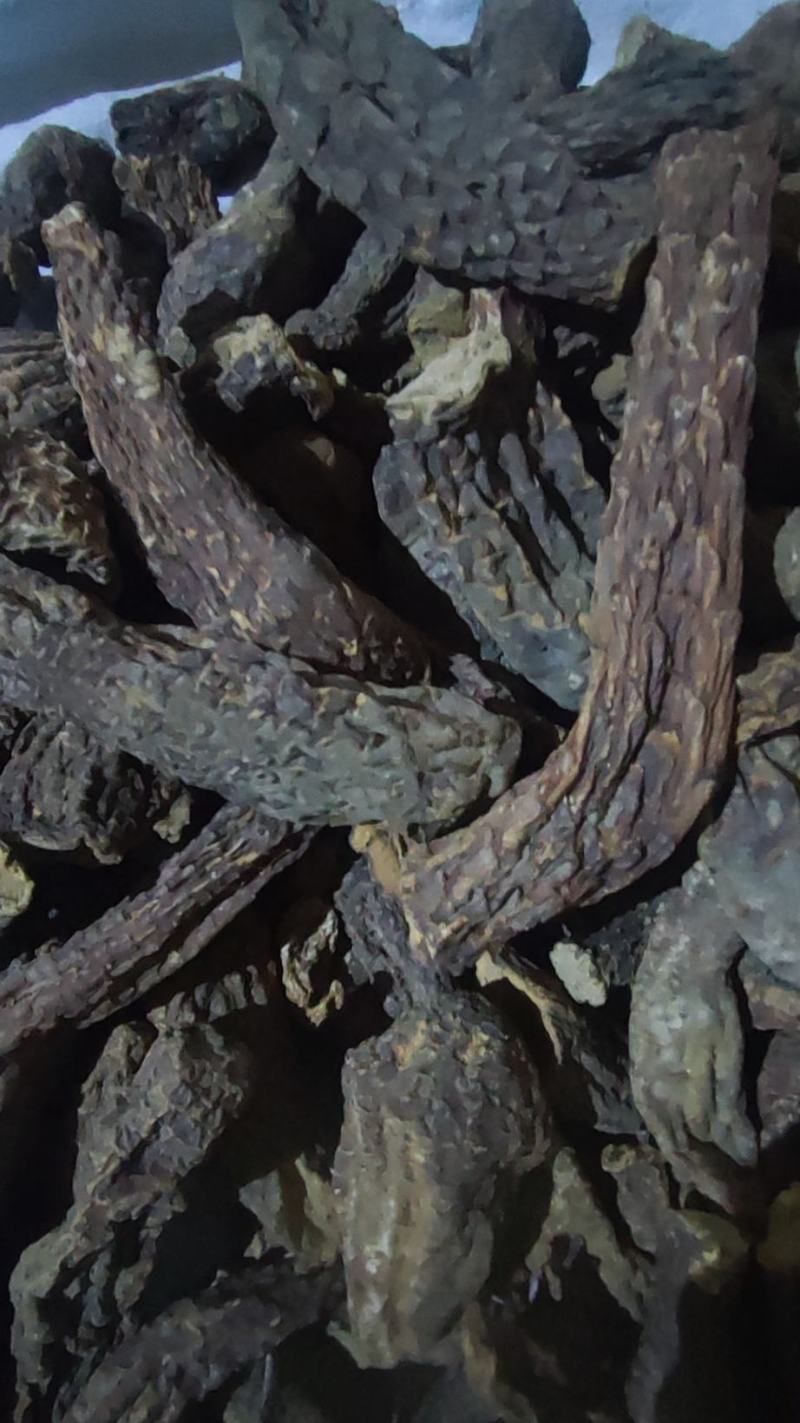 白芷种子