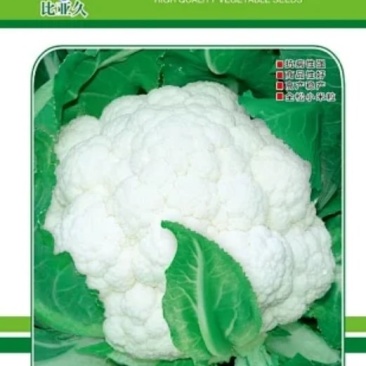 松花菜种子久松70早熟半松型花球大花粒细颜色雪白