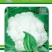 松花菜种子久松70早熟半松型花球大花粒细颜色雪白