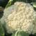 松花菜种子久松70早熟半松型花球大花粒细颜色雪白