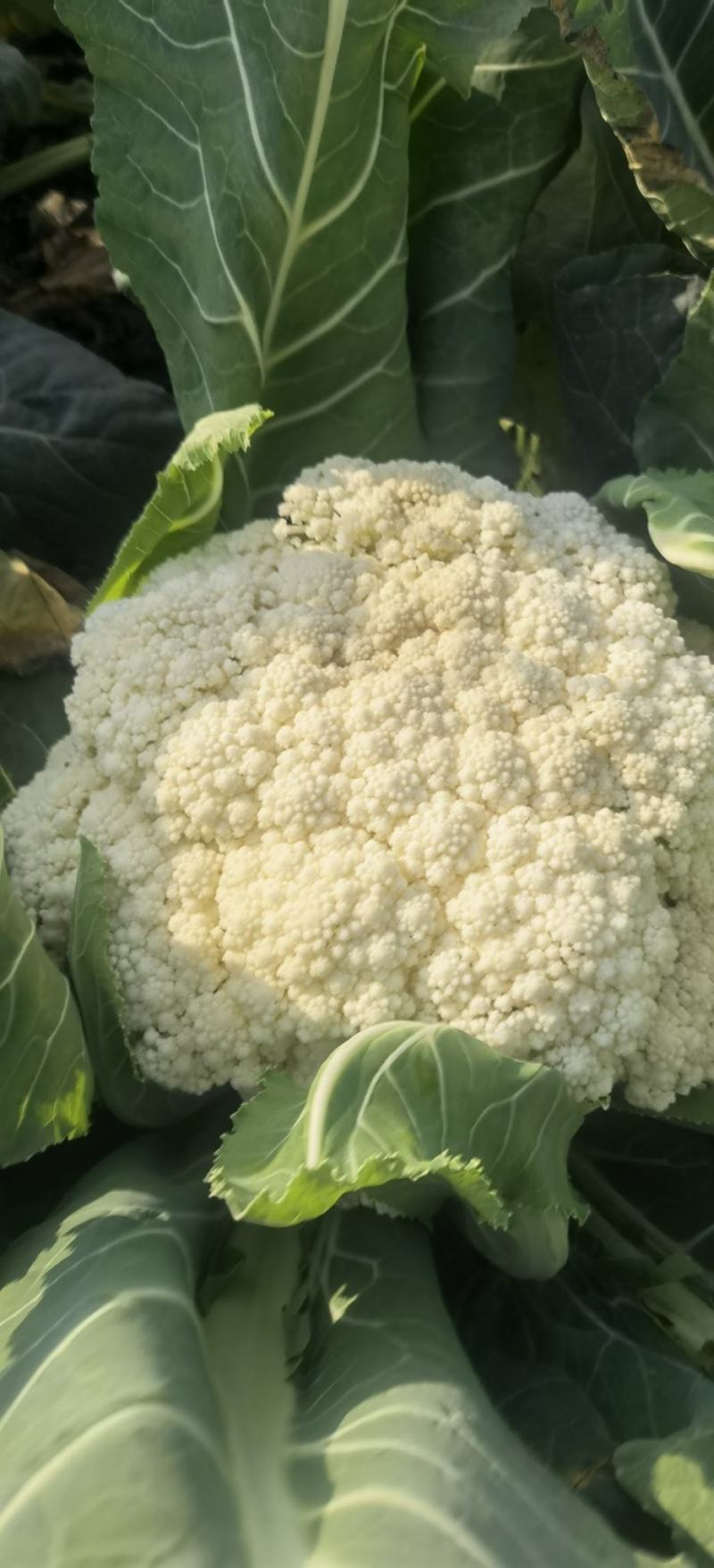 松花菜种子久松70早熟半松型花球大花粒细颜色雪白