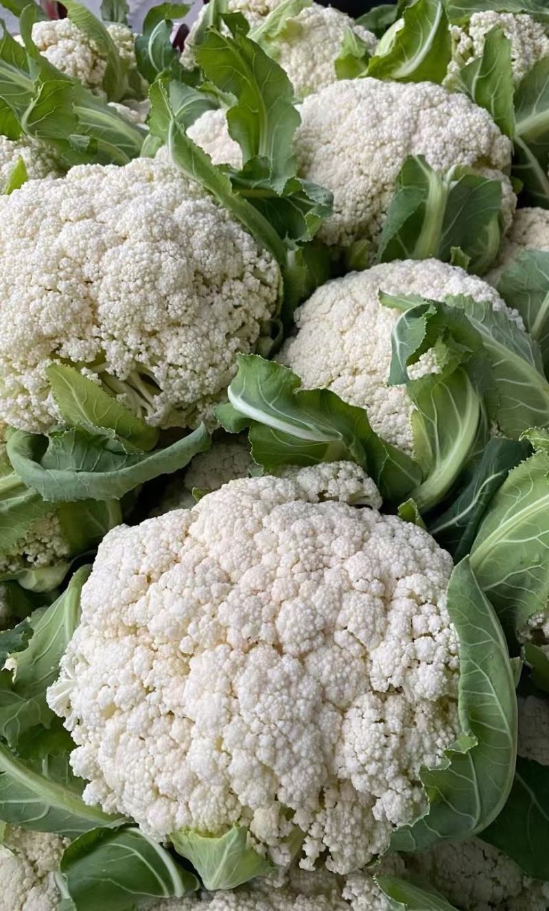 松花菜种子久松70早熟半松型花球大花粒细颜色雪白