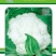 松花菜种子久松70早熟半松型花球大花粒细颜色雪白
