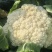 松花菜种子久松70早熟半松型花球大花粒细颜色雪白
