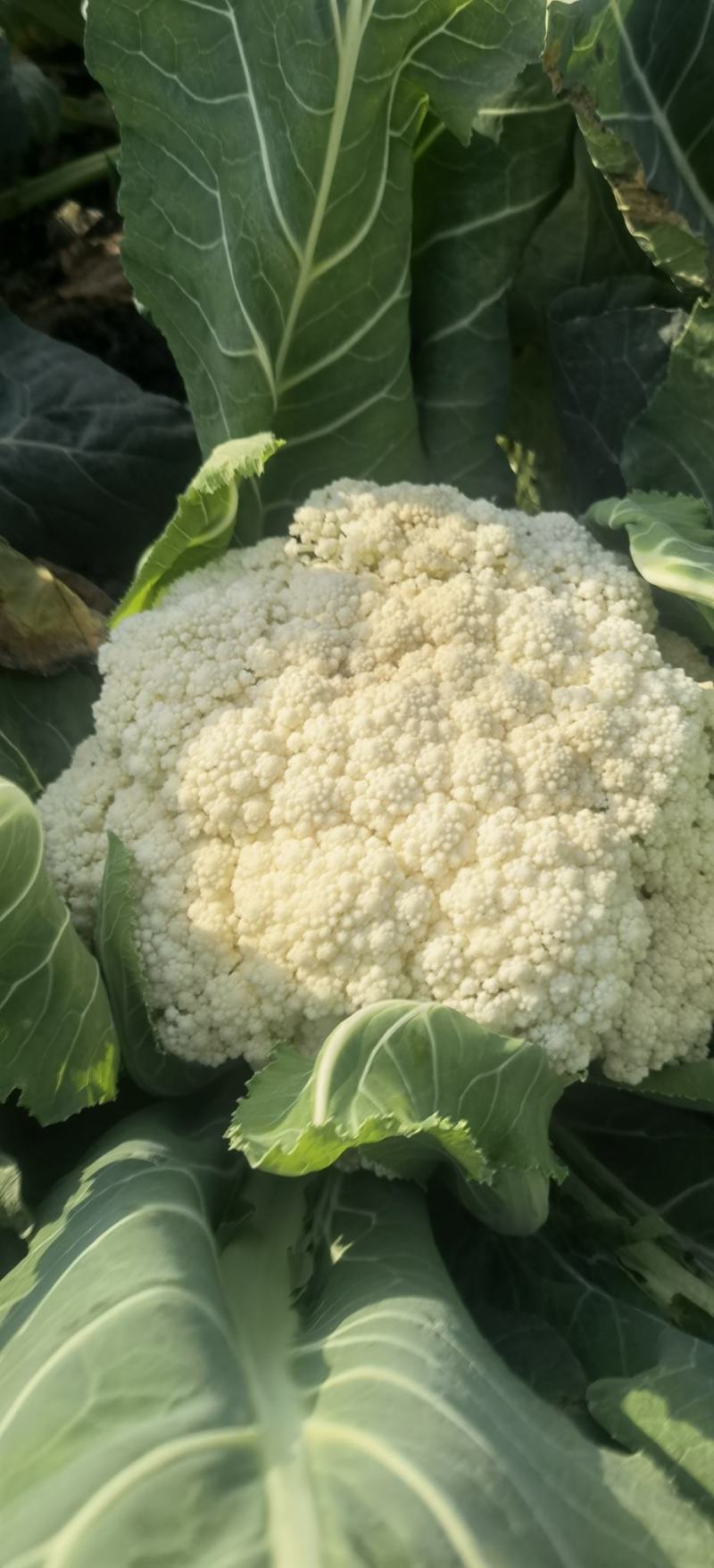 松花菜种子久松70早熟半松型花球大花粒细颜色雪白