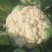松花菜种子久松70早熟半松型花球大花粒细颜色雪白