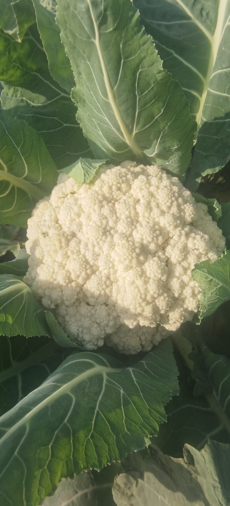 松花菜种子久松70早熟半松型花球大花粒细颜色雪白
