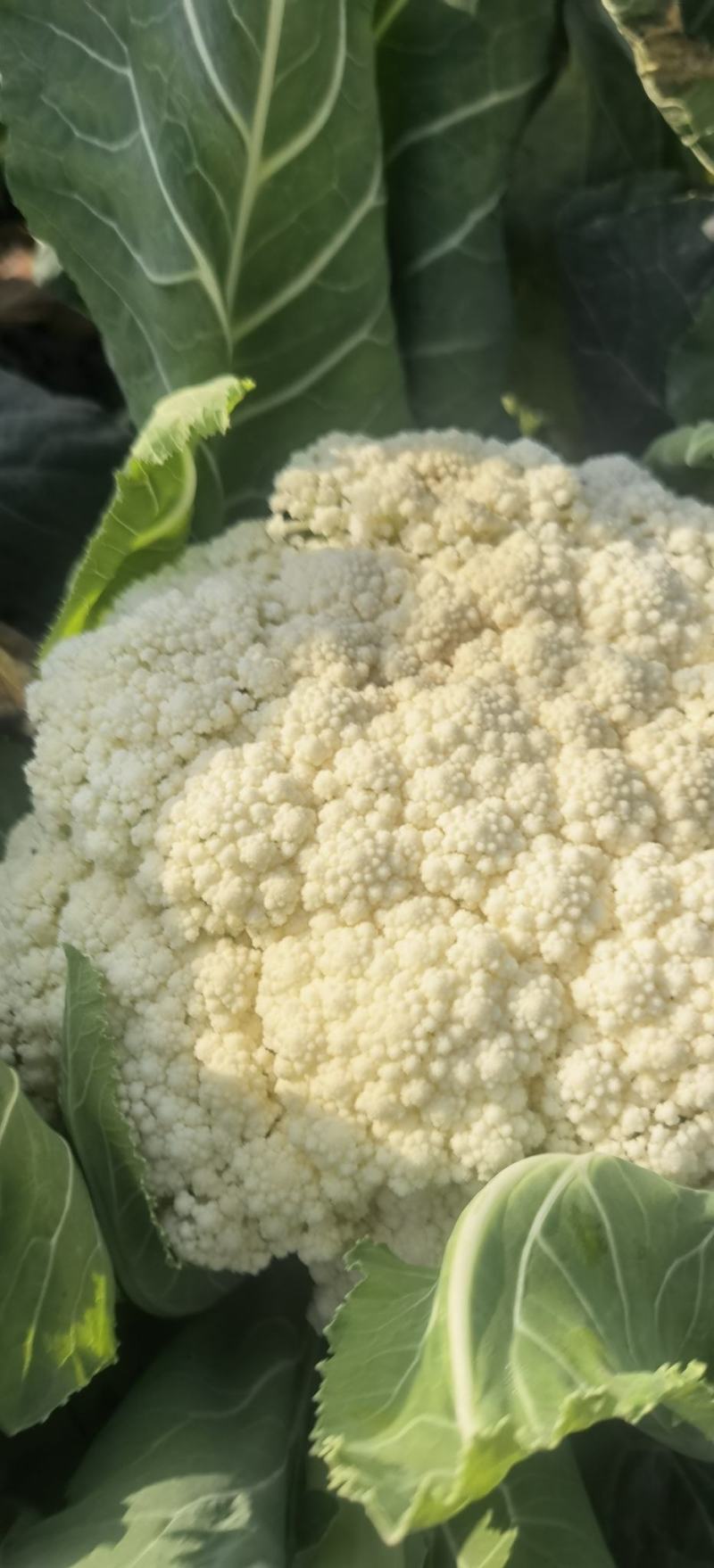 松花菜种子久松70早熟半松型花球大花粒细颜色雪白