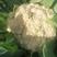 松花菜种子久松70早熟半松型花球大花粒细颜色雪白