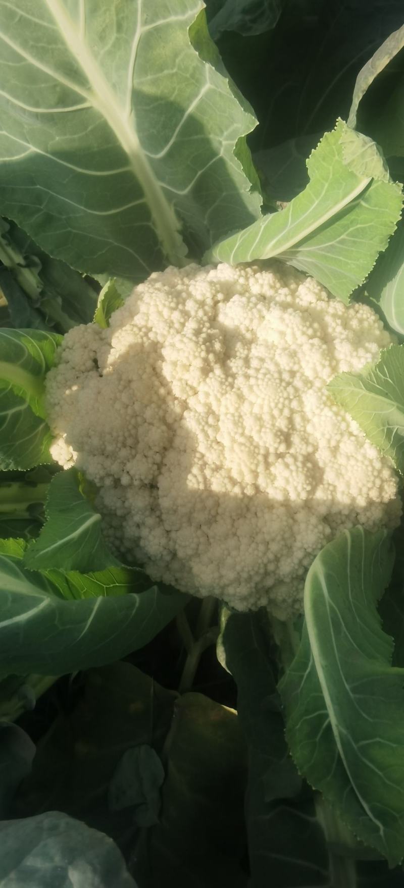 松花菜种子久松70早熟半松型花球大花粒细颜色雪白