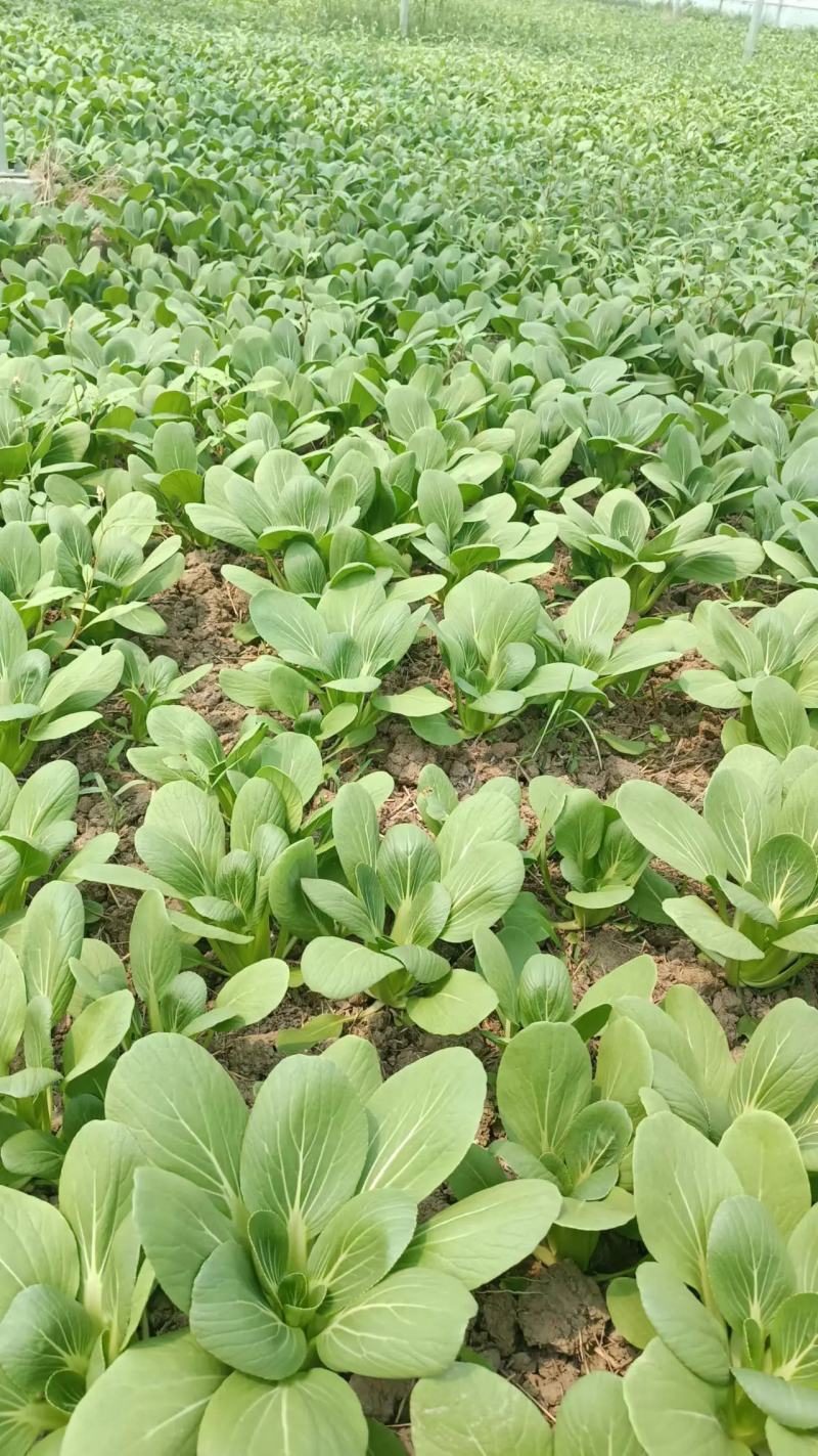 奶白菜快菜产地货源保质保量安徽太和产地直发保质