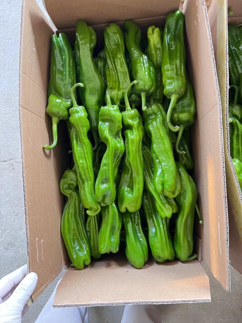 【精品】薄皮椒大棚新苗各个品种齐全产地一手欢迎寻价