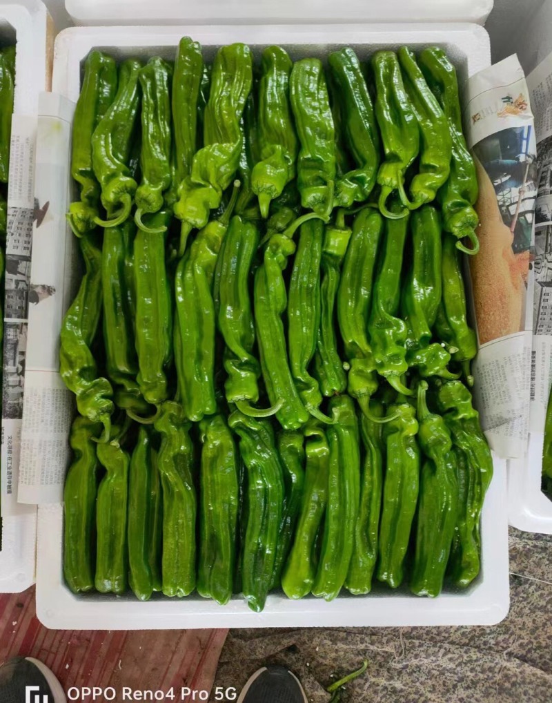 【精品】薄皮椒大棚新苗各个品种齐全产地一手欢迎寻价