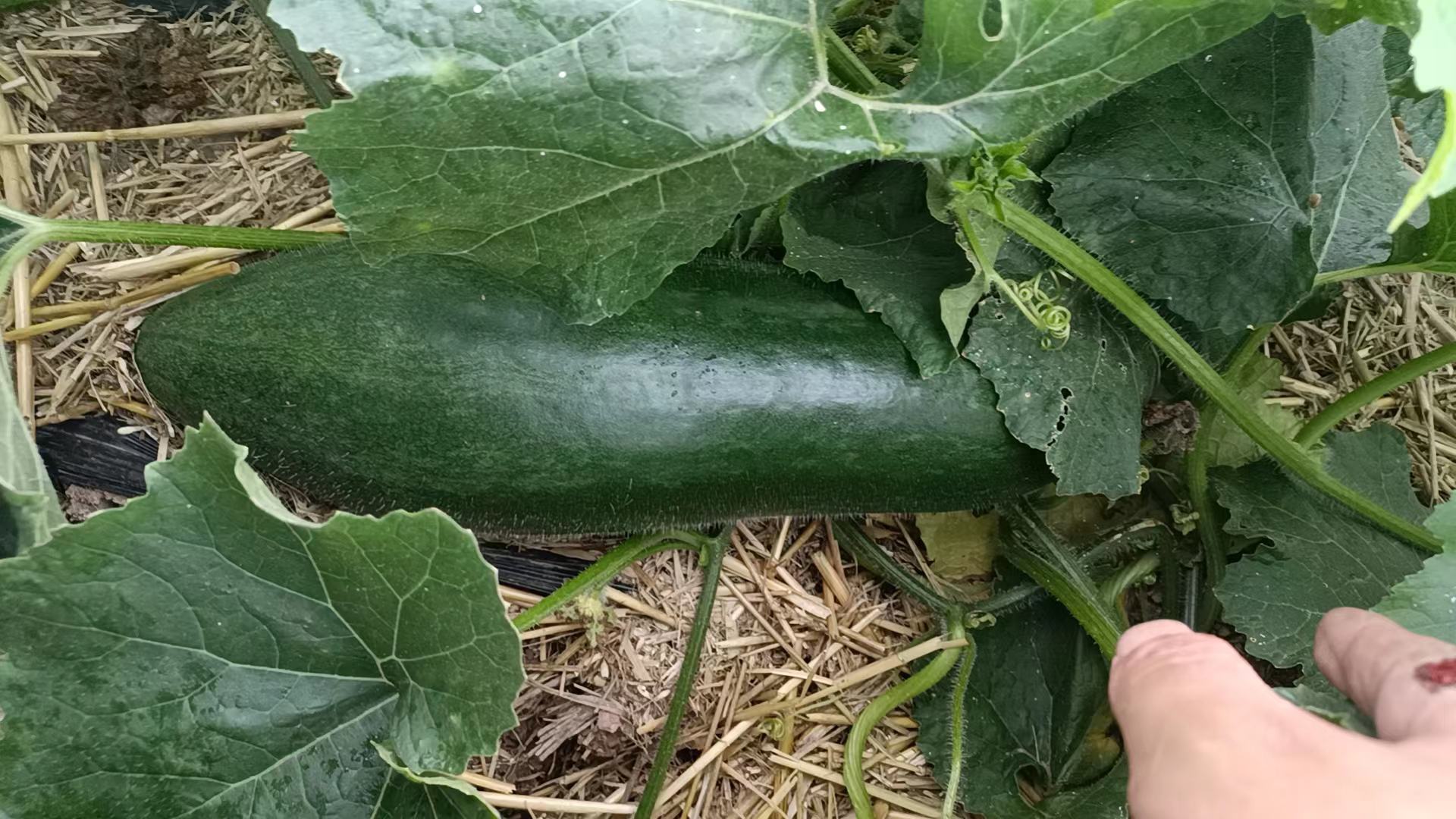 黑皮冬瓜成熟果实田间图