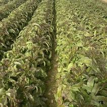 甘肃本地红叶香莴苣大量供货保质保量可视频欢迎来电