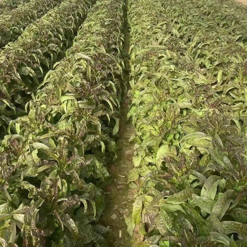 甘肃本地红叶香莴苣大量供货保质保量可视频看货欢迎来电