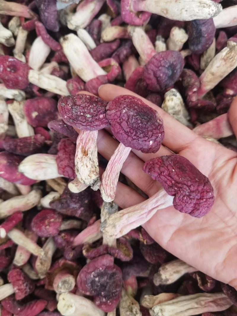 一斤批发红菇原产地野生红菇干货红蘑菇红椎菌紫红菇包邮