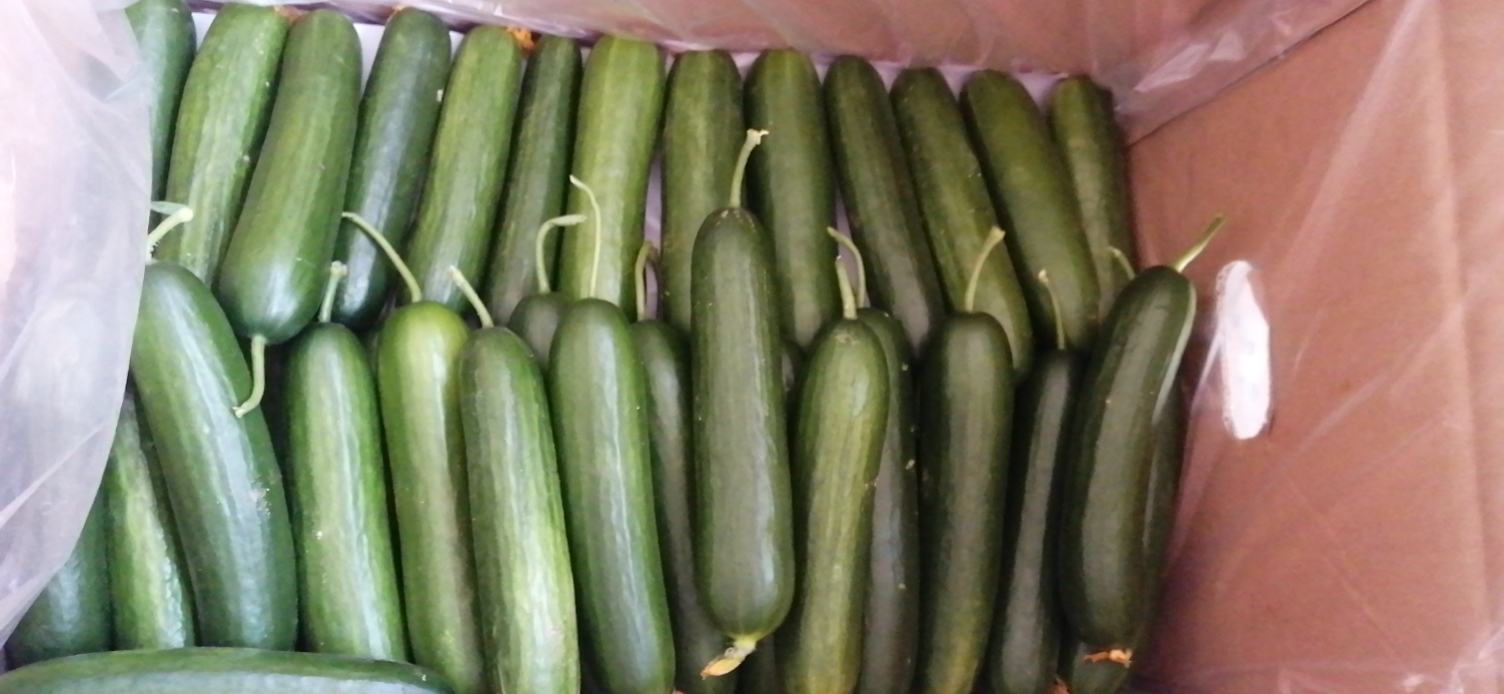 黄瓜营养成分图示