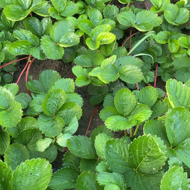 天仙醉草莓苗，脱毒草莓苗，育苗基地供应走货中