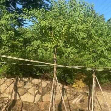 乌桕10-15公分，大量现货供应，有需要联系我