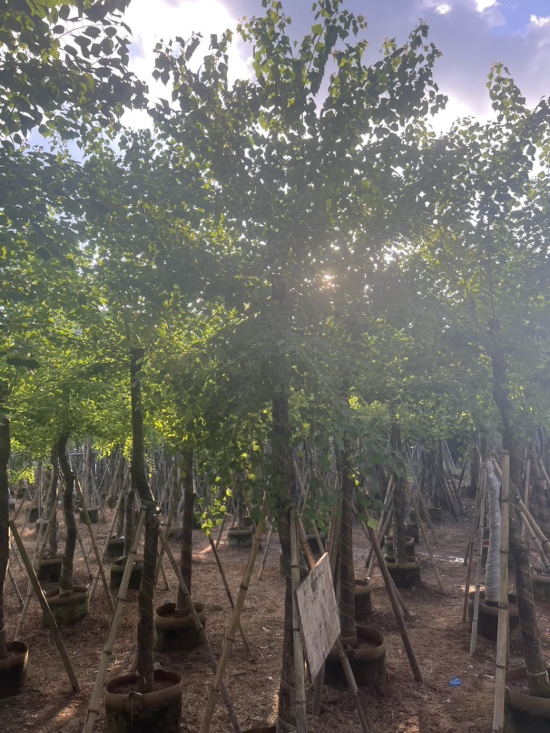 乌桕10-15公分，大量现货供应，有需要联系我