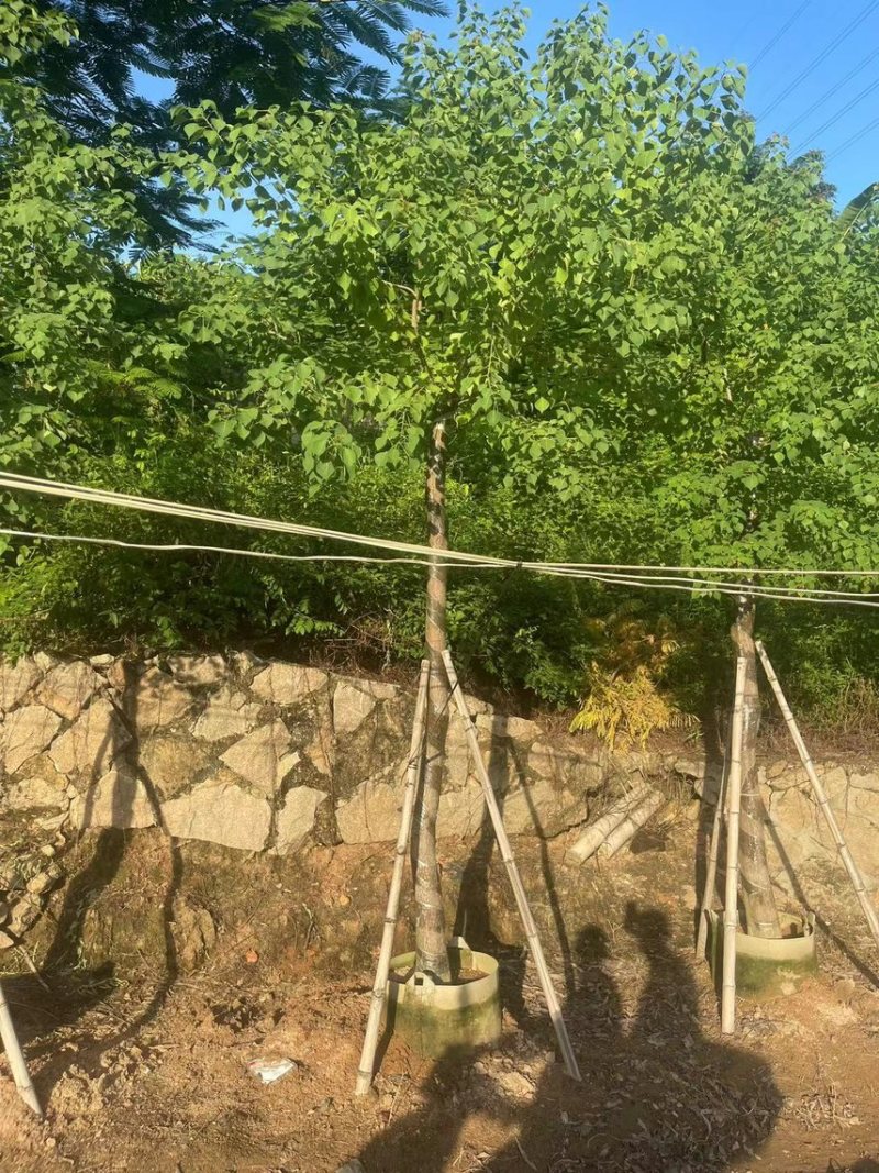 乌桕10-15公分，大量现货供应，有需要联系我