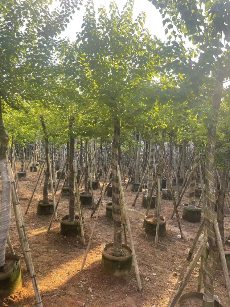 乌桕10-15公分，大量现货供应，有需要联系我