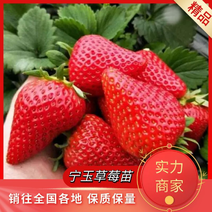 宁玉草莓苗批发保湿发货成活率高早熟新品种基地直发