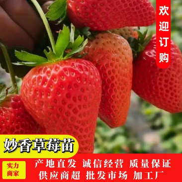 妙香草莓苗根系发达适应性强可提供种植技术指导