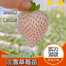 【淡雪草莓苗】厂家直发根系发达成活率高现挖现发
