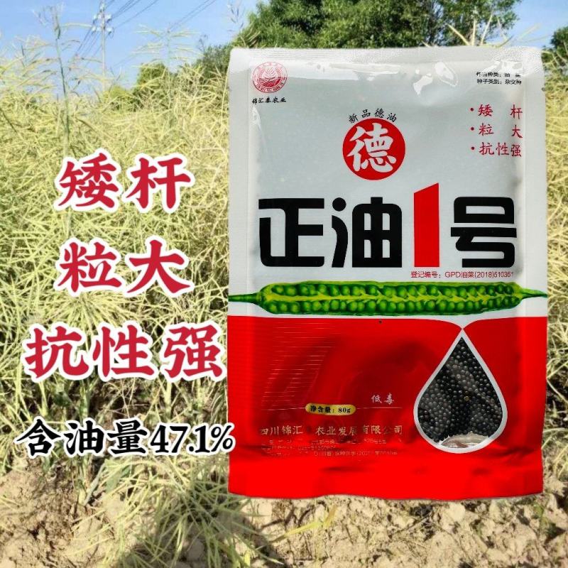 新品德油正油1号油菜籽种子矮杆油菜种子粒大抗性强高产