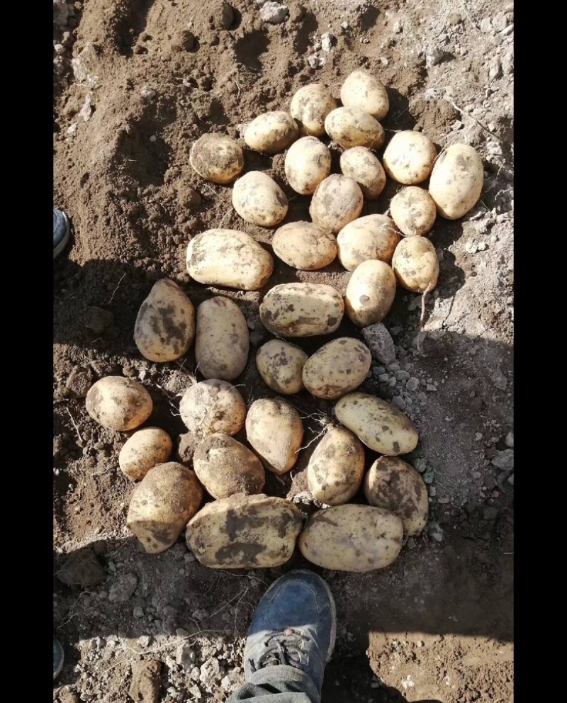 甘肃白心黄心土豆大量上市！产地实发品质好欢迎选购