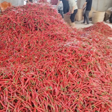 厚皮二荆条鲜辣椒以大量上市欢迎新老客户订购！