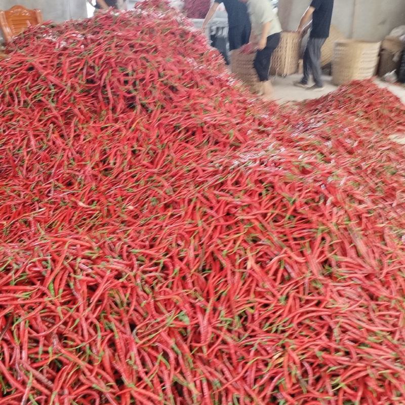 厚皮二荆条鲜辣椒以大量上市欢迎新老客户订购！