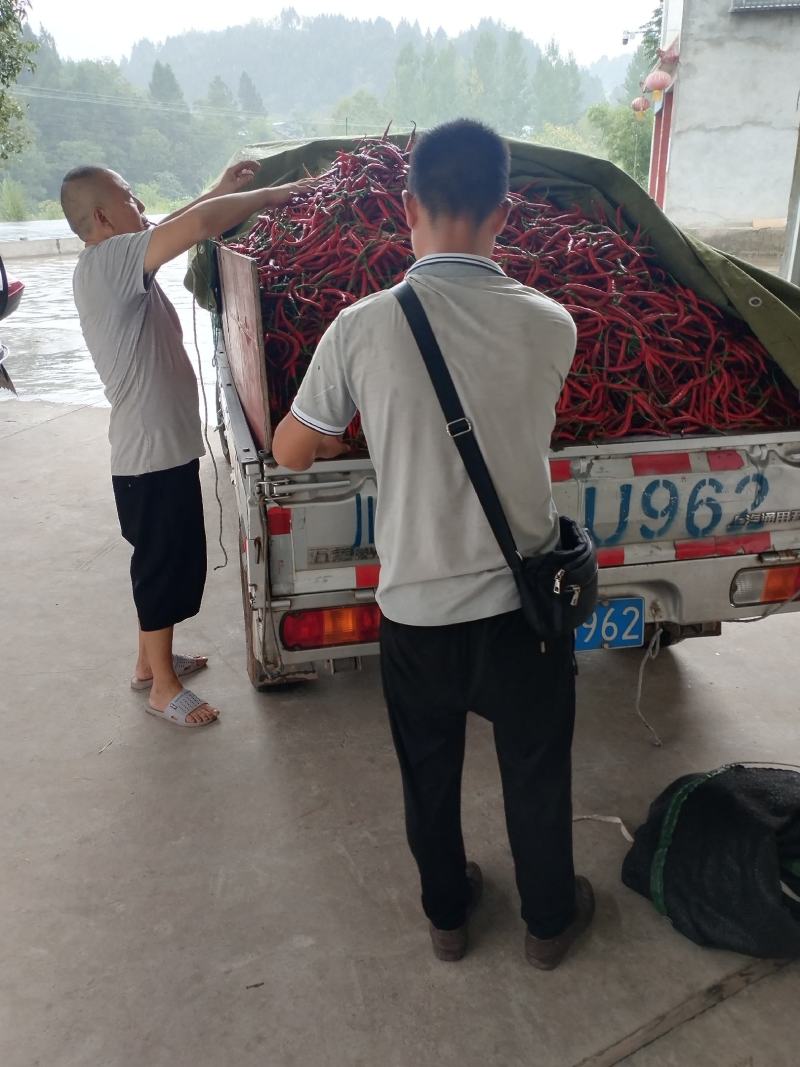 厚皮二荆条鲜辣椒以大量上市欢迎新老客户订购！