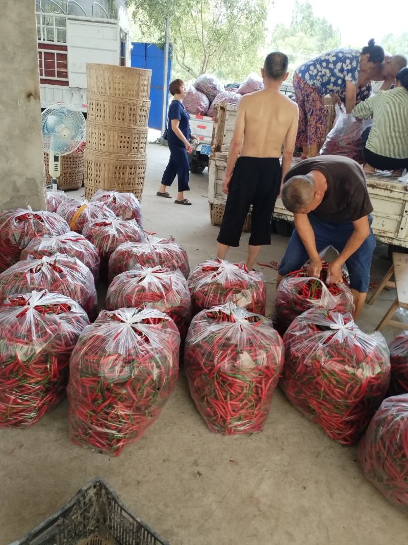 厚皮二荆条鲜辣椒以大量上市欢迎新老客户订购！