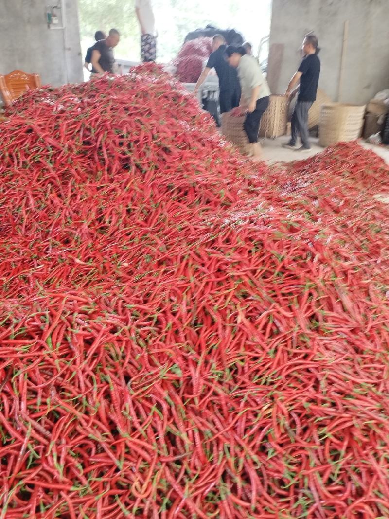 厚皮二荆条鲜辣椒以大量上市欢迎新老客户订购！