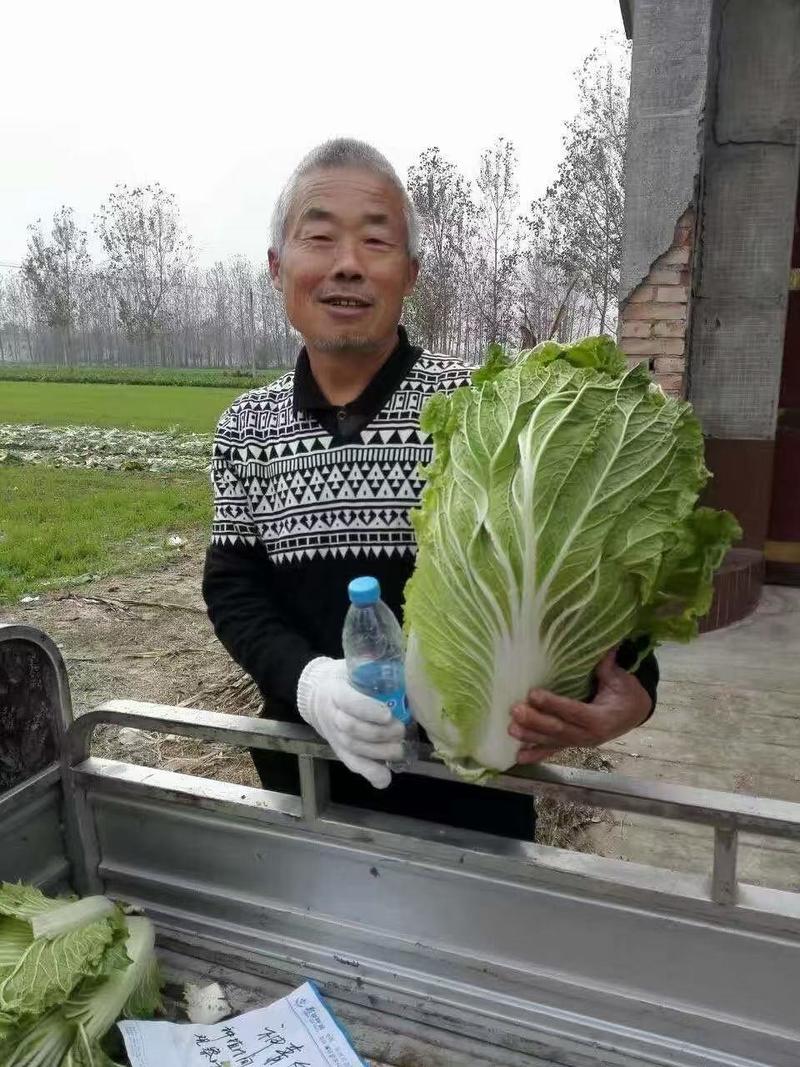 【精】越冬大白菜种子耐寒性好耐储存抗病好
