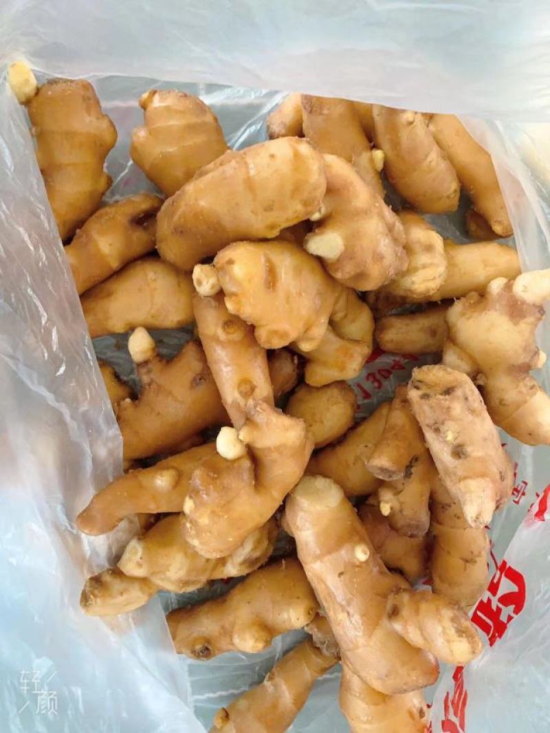 （专业供应）山东大黄姜产地一手货源保质保量电商全国发货