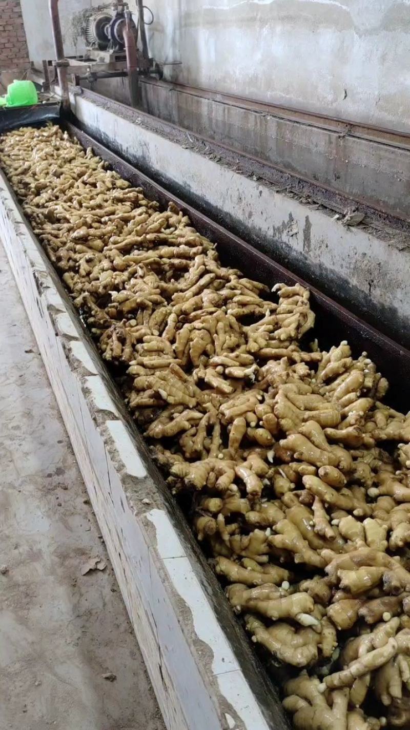 （专业供应）山东大黄姜产地一手货源保质保量电商全国发货