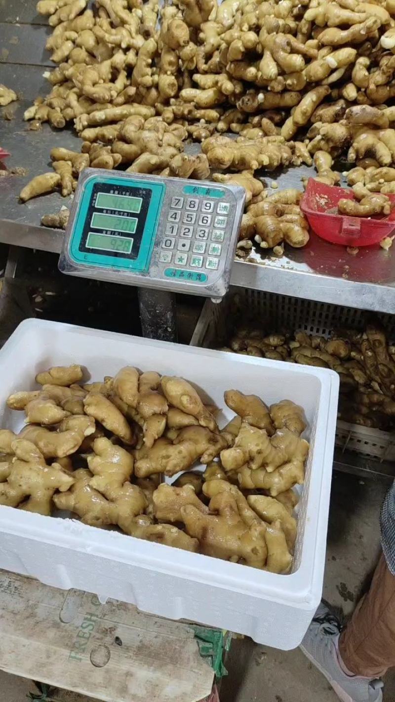 （专业供应）山东大黄姜产地一手货源保质保量电商全国发货