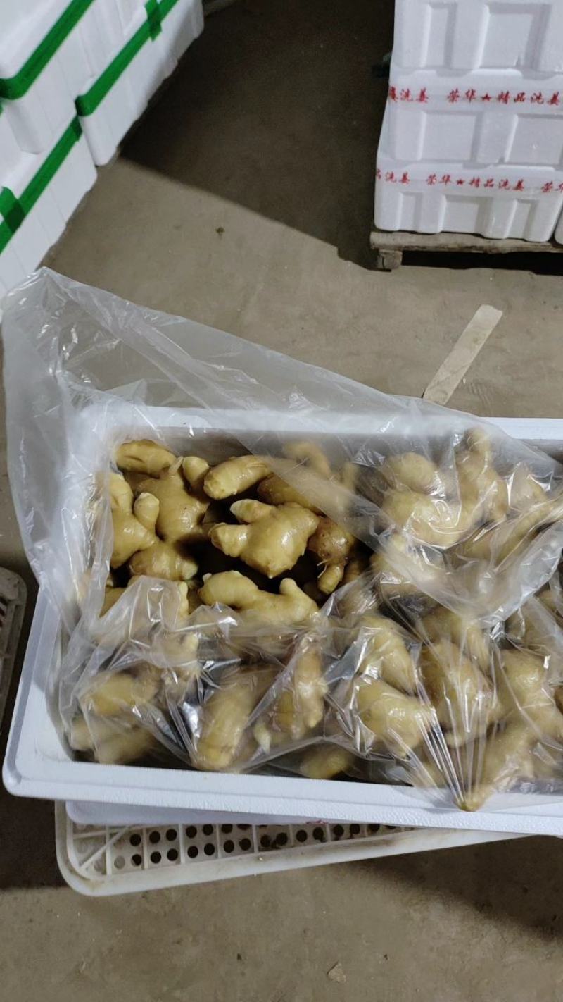 （专业供应）山东大黄姜产地一手货源保质保量电商全国发货
