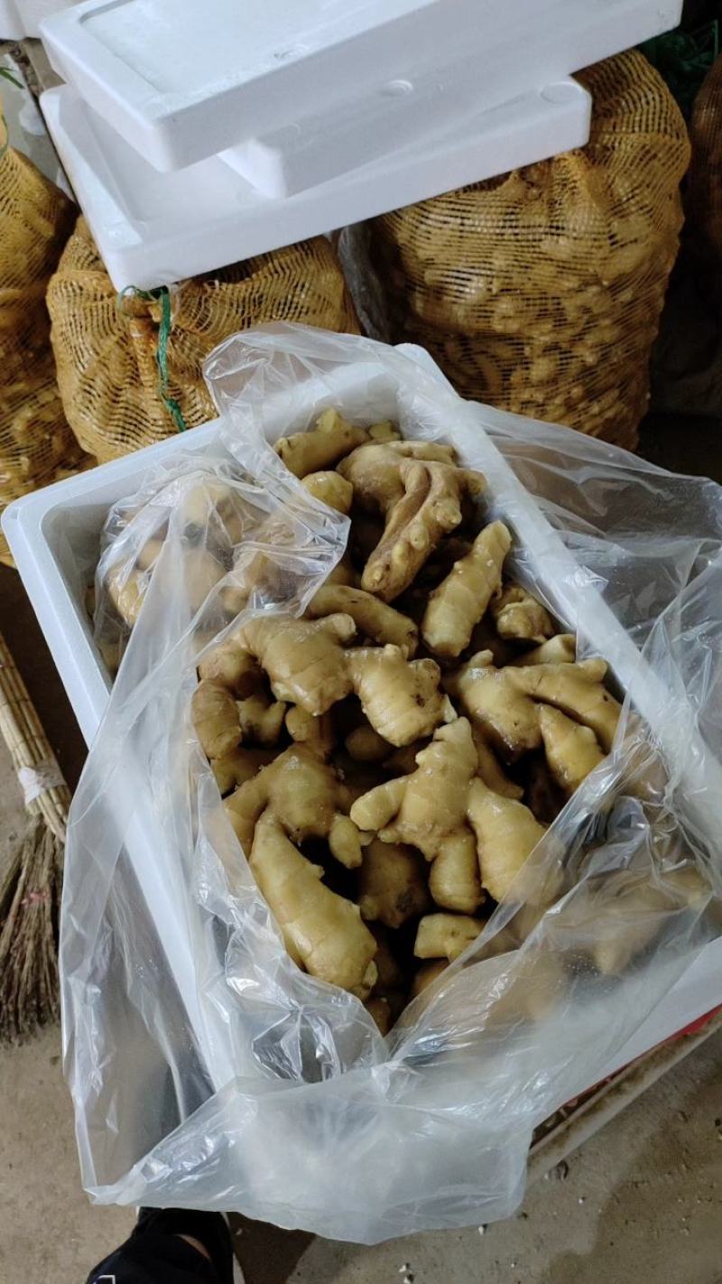 （专业供应）山东大黄姜产地一手货源保质保量电商全国发货