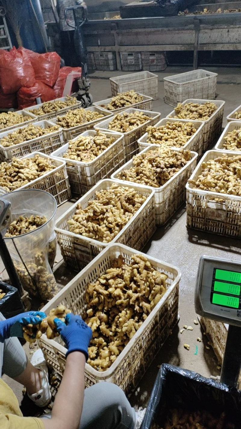 （专业供应）山东大黄姜产地一手货源保质保量电商全国发货