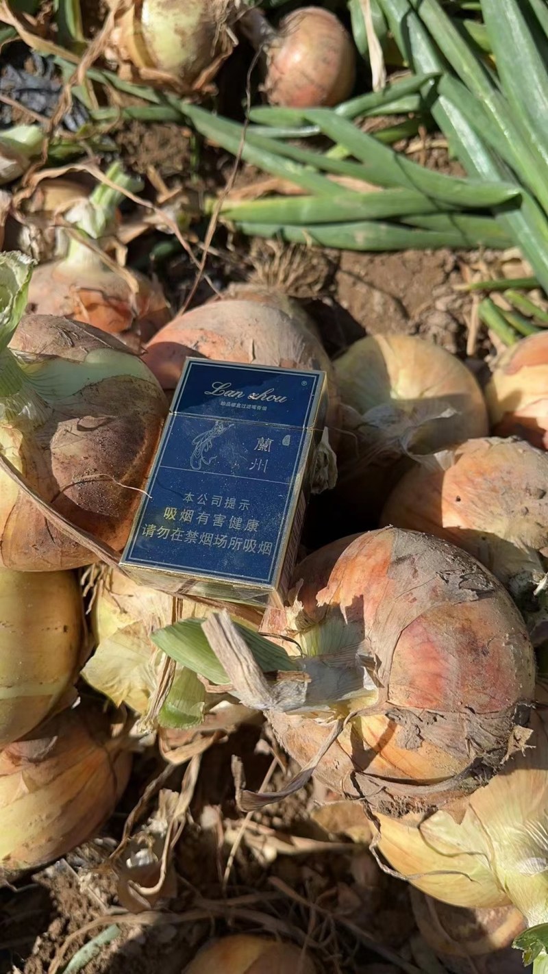 红黄紫洋葱:颜色鲜亮硬度好，代发全国各地，质量保证。