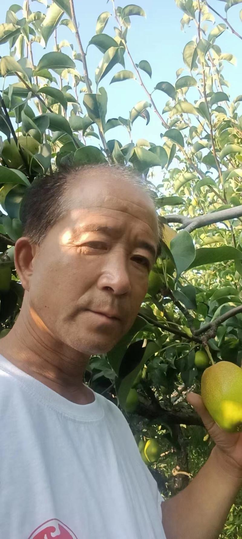陕西渭南红香酥梨大量供应对接全国客商产地直发保质保量